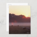 Suche nach arabische pferde postkarten Tier