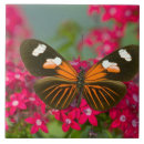 Suche nach fotografen fliesen Blume