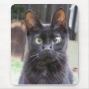Recherche de minou mignon tapis souris Noir