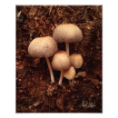 Suche nach stumpf poster Natur