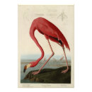 Recherche de flamant posters Audubon