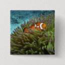 Suche nach clownfische buttons Unterwasser