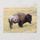Suche nach bison postkarten Begierig