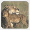 Suche nach masai aufkleber Großkatze