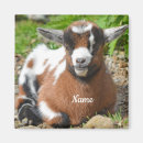 Recherche de caprin Animal