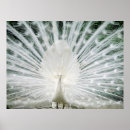 Recherche de paons blancs posters Oiseau