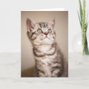 Suche nach graues haar karten Katze