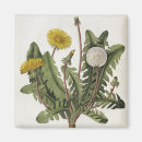 Recherche de fleur de pissenlit magnets Fleurs