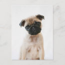 Suche nach pug postkarten Welpe