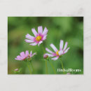 Recherche de fleur de cosmos cartes postales Jardin