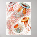 Recherche de aquatique posters Méduse
