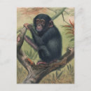 Recherche de chimpanzés cartes postales Faune