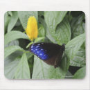 Recherche de corneille tapis souris Nature