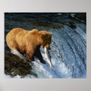 Suche nach braunbär poster Np