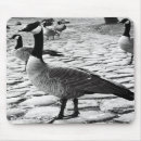 Suche nach kanada gänse mousepads Tiere