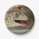 Recherche de gecko assiettes Reptile