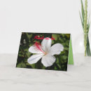 Suche nach mahalo karten Blume