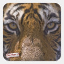Recherche de yeux de tigre autocollants Faune