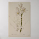 Suche nach lilium poster Lilie