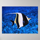 Suche nach idole poster Fisch