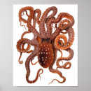 Recherche de seiches posters Pour tous