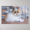 Suche nach kitten poster Katze