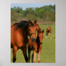 Suche nach quarter horse poster Bob sprache