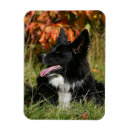 Recherche de plomb magnets Border collie