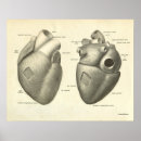 Recherche de heart painting posters Anatomy