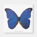 Suche nach schmetterling magnete Niedlich