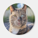 Recherche de photo de chat magnets Cats
