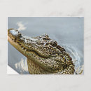 Recherche de alligator sauvage cartes postales Faune