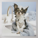 Suche nach waschbecken poster Hund