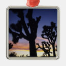 Suche nach joshua tree ornamente Landschaft