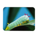 Recherche de insectes magnets Coloré