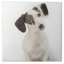 Recherche de appareil photo carreaux Chien