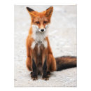 Suche nach niedliche füchse poster Natur