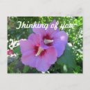 Recherche de photo de requin cartes postales Pour tous