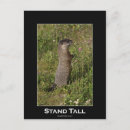 Recherche de marmottes cartes postales Animal