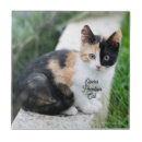 Suche nach katzen spaß fliesen Lustig