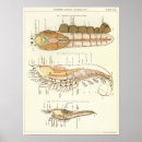 Suche nach vintage biologie poster Anatomie