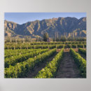 Suche nach cabernet sauvignon poster Weinberg