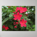 Suche nach hawaii blumen poster Blumig