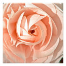 Suche nach ranunculus poster Romantisch