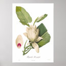 Suche nach magnolie poster Vintag