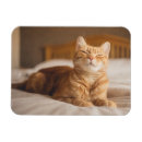 Recherche de somnolent magnets Chats