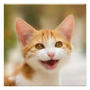 Recherche de cat meow posters Funny