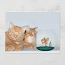 Recherche de poissons de chat cartes postales Amoureux des chats