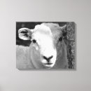 Suche nach lamm leinwandbilder Nutztier