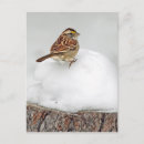 Recherche de moineau photographie Neige